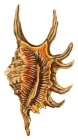 Pteroceras pseudoscorpio Sowerby, 1842