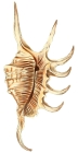 Pterocera pseudo-scorpio Reeve, 1851