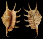Lambis cristinae Bozzetti, 1999
