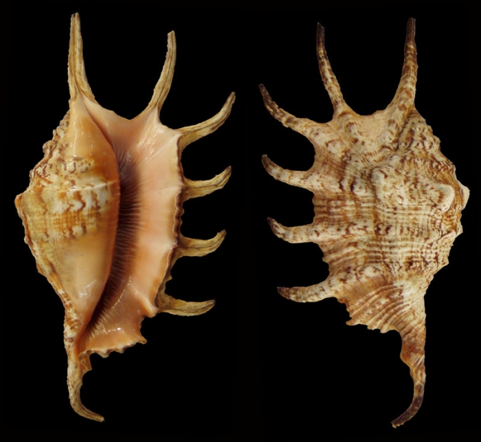 Lambis cristinae Bozzetti, 1999