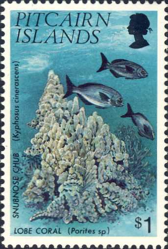 Kyphosus cinerascens Kyphosus cinerascens