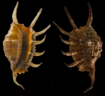 Lambis cristinae Bozzetti, 1999