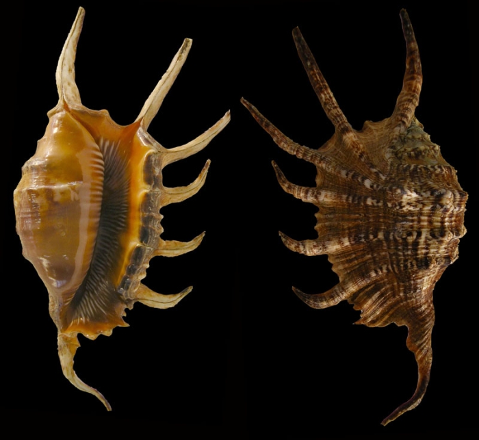 Lambis cristinae Bozzetti, 1999