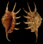 Lambis cristinae Bozzetti, 1999