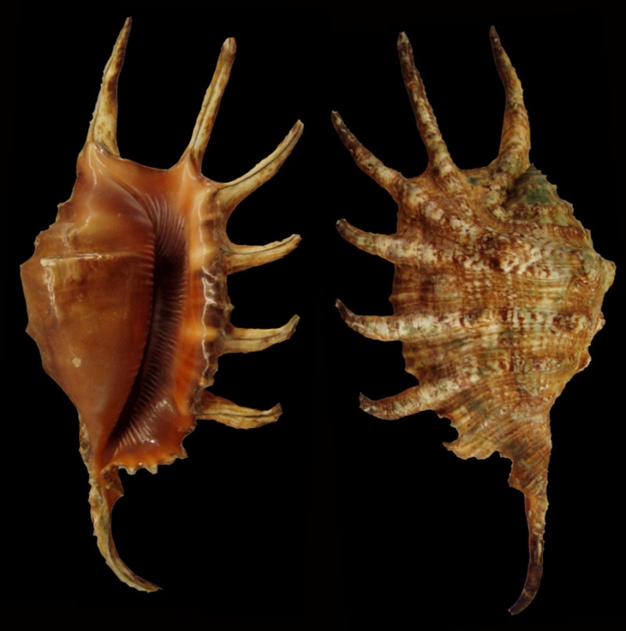 Lambis cristinae Bozzetti, 1999
