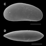 Candobrasilopsis rochai 