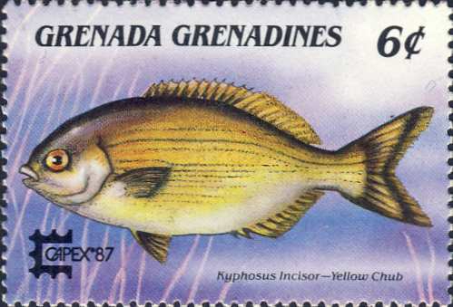 Kyphosus incisor Kyphosus incisor