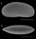 Candobrasilopsis rochai 