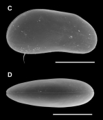 Candobrasilopsis brasiliensis (Sars, 1901)