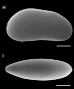 Candobrasilopsis brasiliensis (Sars, 1901)