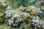 Neospongodes atlantica