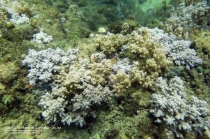 Neospongodes atlantica