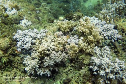 Neospongodes atlantica