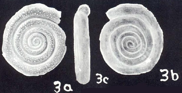 Spirillina vivipariformis McCulloch, 1981