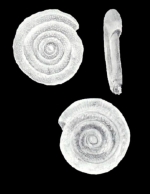 Spirillina diversiformis McCulloch, 1981