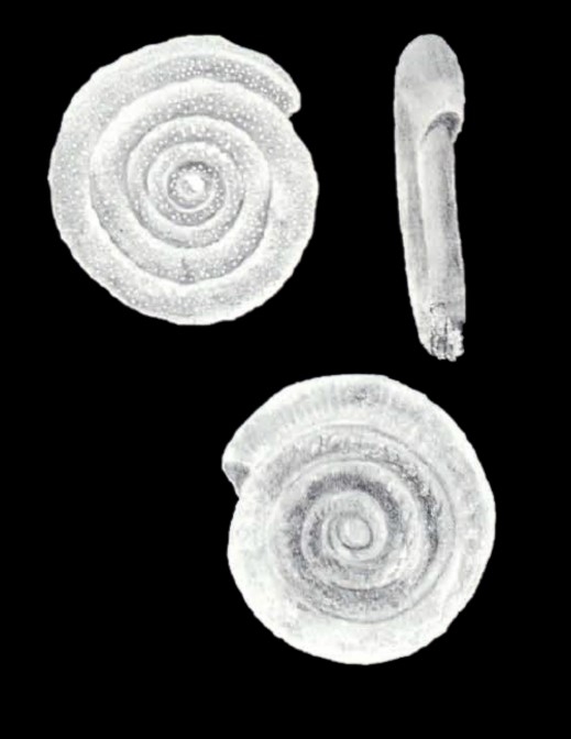 Spirillina diversiformis McCulloch, 1981