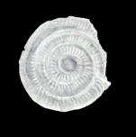 Planispirillina margaritaensis McCulloch, 1981