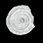 Planispirillina margaritaensis McCulloch, 1981