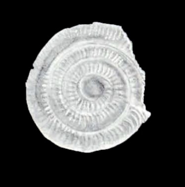 Planispirillina margaritaensis McCulloch, 1981