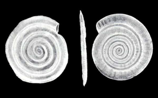 Spirillina brevicarinata McCulloch, 1981