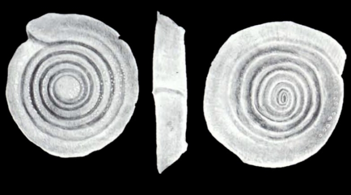 Spirillina neodecorata McCulloch, 1981