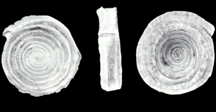 Spirillina (?) galeroensis McCulloch, 1981