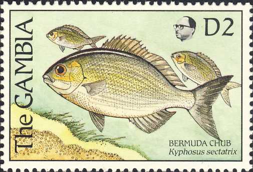 Kyphosus sectatrix Kyphosus sectatrix