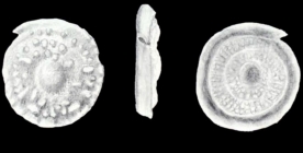 Planispirillina (?) confrugosa McCulloch, 1981