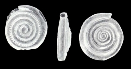 Turrispirillina (?) margaritiana McCulloch, 1981