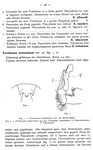 original description p. 26 Eviulisoma muturanum Attems, 1937