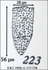 Figure of Poroecus apicatus from Kofoid & Campbell 1929