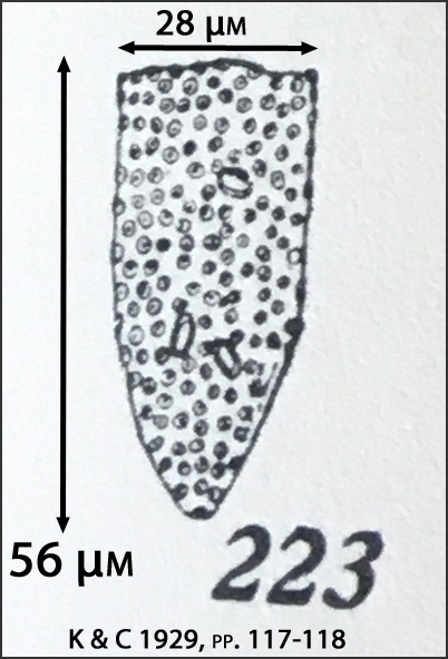 Figure of Poroecus apicatus from Kofoid &amp; Campbell 1929