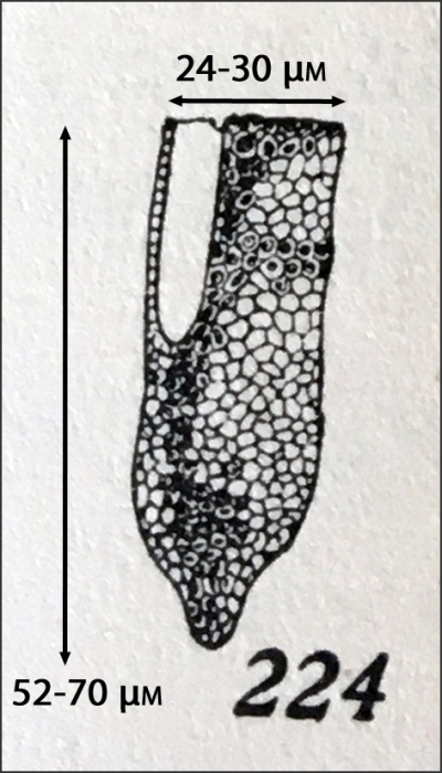 Figure of original description of Poroecus curtus in Kofoid &amp; Campbell 1929