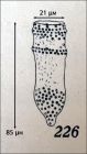 Figure from original description of Poroecus annulatus in Kofoid & Cambell 1929