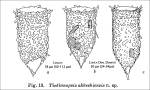 Figure from original description of Tintinnopsos akkeshiensis in Hada 1937