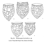 Figure from the original description of Tintinnopsis brevicollis in Hada 1937