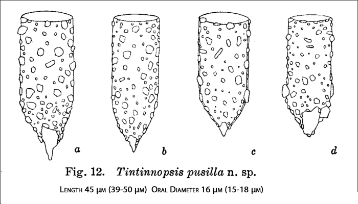 Figure from the original description of Tintinnopsis pusilla in Hada 1937