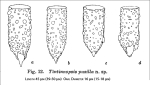 Figure from the original description of Tintinnopsis pusilla in Hada 1937