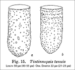 Figure from the original description of Tintinnopsis tenuis from Hada 1937
