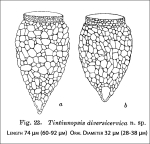Figure from the original description of Tintinnopsis diversicervica in Hada 1937