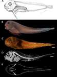 Careproctus colliculi