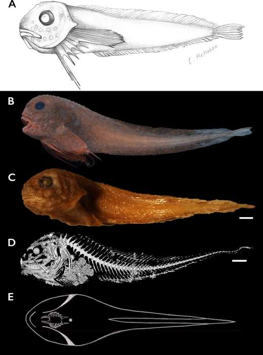 Careproctus colliculi