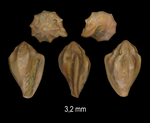  Marginella giuntellii Sosso, Brunetti & Dell'Angelo, 2015
