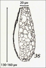 Figure 36 Tintinnopsis amphora from Kofoid & Campbell 1929