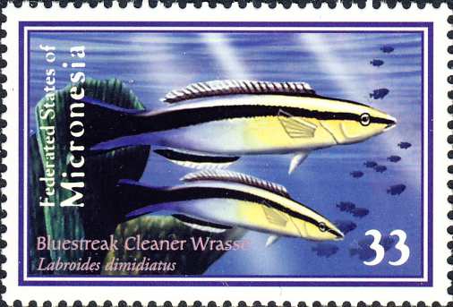 Labroides dimidiatus Labroides dimidiatus
