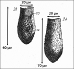 Figures from original description of Tintinnopsis angustor in Meunier 1910