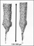 Figures offrom the original description of Tintinnopsis aperta from Brandt 1906