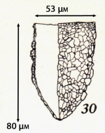 Figure from original description of Tintinnopsis brasiliensis from Kofoid & Campbell 1929