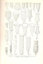 Tintinnopsis species on page 25 of Kofoid and Campbell 1929