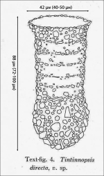 Figure from the original description of Tintinnopsis directa in Hada 1932
